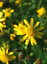 Senecio inaequidens